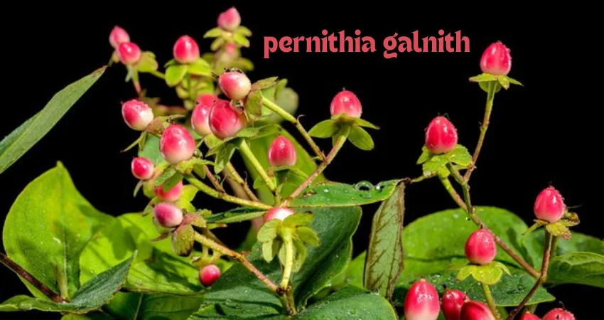 Pernithia Galnith